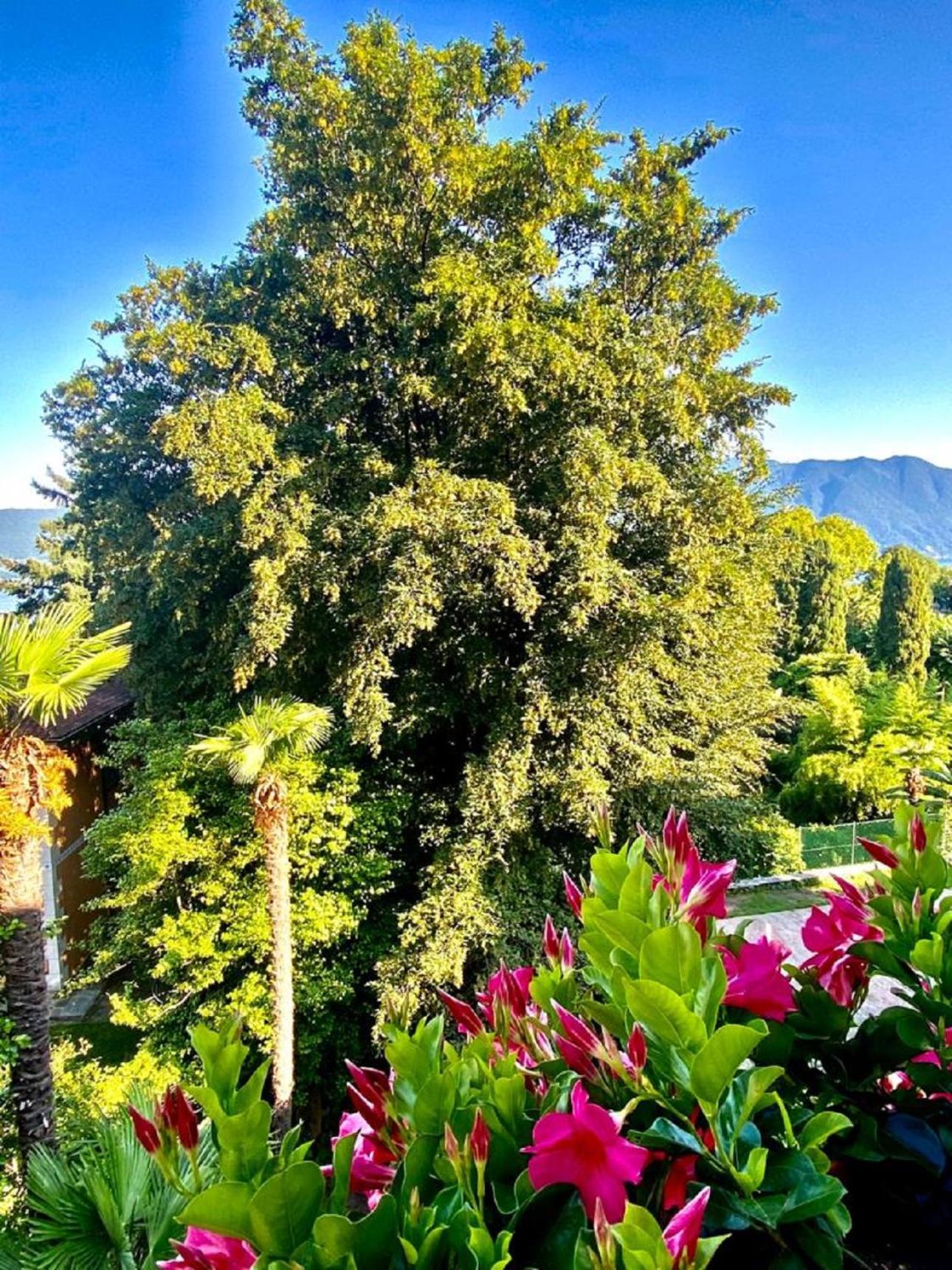 Appartamento Casa Doris Oggebio Esterno foto